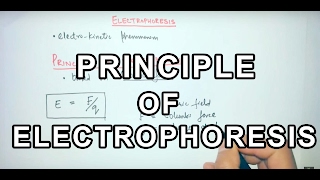 Principle of Electrophoresis [upl. by Leitnahs611]