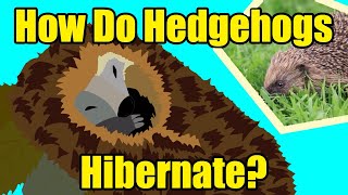 HOW DO HEDGEHOGS HIBERNATE [upl. by Dole]