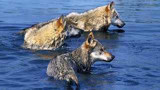 From Forests to Waters The Elusive Gray Wolfs Wild Adventures [upl. by Navillus]