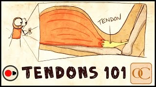 The Basic Science of Tendons amp Tendinitis [upl. by Nwahsem]