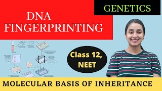 DNA Fingerprinting  Class 12  Molecular Basis of Inheritance [upl. by Nam853]