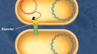 Bacterial Conjugation [upl. by Rowan]