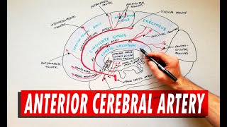 Anterior Cerebral Artery  Anatomy Tutorial [upl. by Anahsar341]