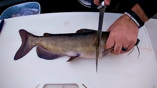 How to Fillet Clean a Catfish [upl. by Edin716]