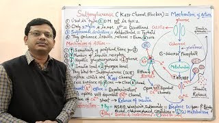 Diabetes Mellitus Part10 Mechanism of Action of Sulfonylurease  Antidiabetic Drugs  Diabetes [upl. by Nautna]