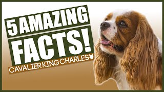 5 Amazing Facts About The CAVALIER KING CHARLES SPANIEL [upl. by Nohtan]