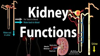 Kidney Homeostatic Functions Animation [upl. by Tierney917]