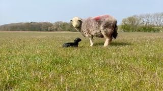 10minute Old Herdwick Lamb [upl. by Ber217]