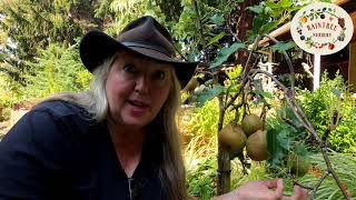 Raintree Nurserys Asian Pear Growing Guide [upl. by Quinn]