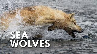 Sea Wolves When Mammals Go to Sea [upl. by Anaet345]