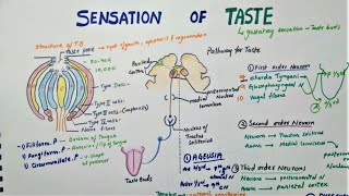 Sensation Of Taste  Taste Pathway  Physiology [upl. by Lochner347]