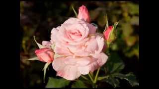 The Rose of Tralee Beautiful Irish Song [upl. by Orling33]