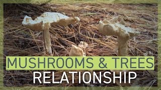 Mushrooms and Trees Symbiotic Relationship [upl. by Akeem]