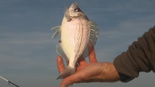 Technique de pêche à la dorade avec Francis COUZINET et OCQUETEAU [upl. by Eecyak]