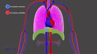 Chapitre 1 ICP  La circulation pulmonaire et systémique [upl. by Ekaterina]