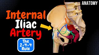 Internal Iliac Artery  Hypogastric Artery [upl. by Eldridge]