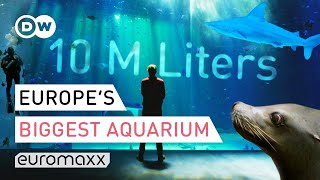 Europes Biggest Aquarium  Nausicaá France  Europe To The Maxx [upl. by Okiron]