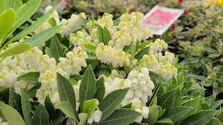 Pieris japonica Growing Guide Japanese Pieris by GardenersHQ [upl. by Peursem]