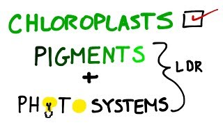 Chloroplasts Pigments And Photosystems in Photosynthesis [upl. by Polito]