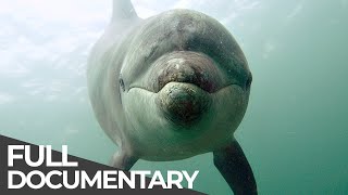 Ocean Stories 3  Dolphins and Whales  Free Documentary [upl. by Kearney]