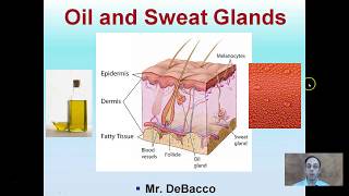 Oil and Sweat Glands [upl. by Ttihw]