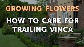 How to Care for Trailing Vinca [upl. by Charbonnier]