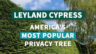 Leyland Cypress  Americas Most Popular Privacy Tree [upl. by Ykcul]