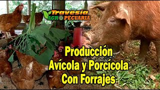 Modelo de Producción Avícola y Porcícola con Forrajes Travesía Agropecuaria [upl. by Ahsait]