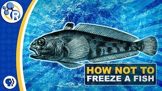 Why Don’t Antarctic Fish Freeze to Death [upl. by Eiresed140]