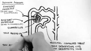 Renal Anatomy 2  Nephron [upl. by Arleyne]