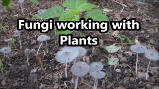 Fungi Symbiotic Relationship With Plants [upl. by Ittocs]