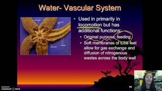 Echinodermata  Basic Characteristics [upl. by Savvas445]