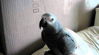 Amazing talking parrot Swearing parrot [upl. by Miyasawa582]