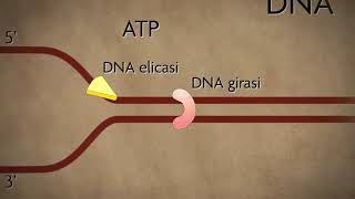 Duplicazione del DNA [upl. by Yendic741]