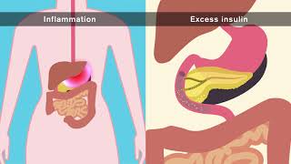 High Protein Diets Increase Metabolic Rate [upl. by Karlene426]