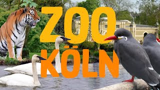 Zoo Köln  Zoo Eindruck [upl. by Enymsaj46]