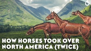 How Horses Took Over North America Twice [upl. by Azelea511]