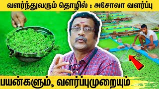 லாபத்தை அள்ளித்தரும் அசோலா வளர்ப்பு தொழில்  Azolla Cultivation Business  Mosquito ferns  Asola [upl. by Tnilk322]