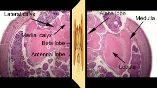 The Remarkable Brain of the Bee [upl. by Enra]