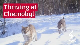 Chernobyl inside the exclusion zone [upl. by Mahmud]