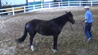 How to Move Your Horse’s Hind Quarter Yield on the Ground  Ground Work Series 26 Exercise 1 HQ [upl. by Arahahs]