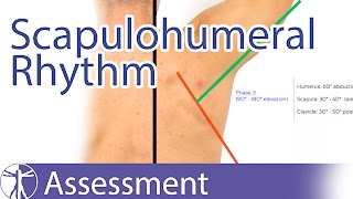 Scapulohumeral Rhythm [upl. by Mylan]