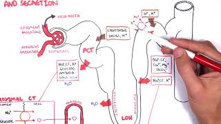 Nephrology  Physiology Reabsorption and Secretion [upl. by Anirat]