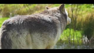 How wolves change rivers  Wolf Watch UK [upl. by Asilef200]