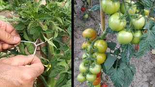 Forma sencilla de colocar tutores a las tomateras [upl. by Yoral]