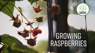 Raspberries  From Planting to Harvest with animation [upl. by Einnil]