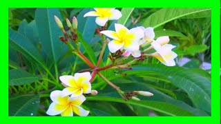 Growing Frangipani From Cuttings Simple 2 Steps [upl. by Ordnael]