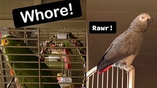 FUNNY SWEARING PARROTS on TikTok compilation 2023  episode 1 [upl. by Jolee]