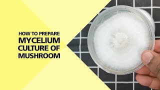 How to Prepare Mycelium Culture of Mushroom Part 24 [upl. by Airtina]