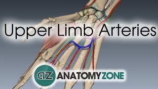 Upper Limb Arteries  Hand and Wrist  3D Anatomy Tutorial [upl. by Danielson]